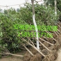桂花，安徽桂花，桂花價格，桂花求購
