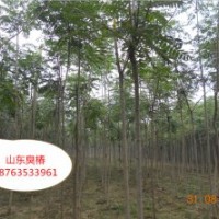 出售椿樹 臭椿 500畝2到8公分椿樹價(jià)格