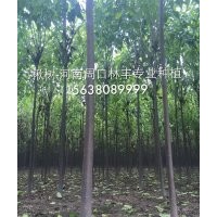 速生楸樹