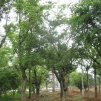本公司長期大量供應(yīng)樸樹，質(zhì)優(yōu)價廉！