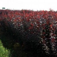 吉林紅葉李育苗基地 出售密枝紅葉李10萬棵