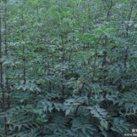 絳縣花椒苗-花椒苗基地-山西花椒苗-花椒苗