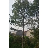 15--40公分樸樹