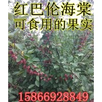 紅巴倫海棠