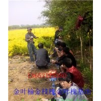 金葉榆