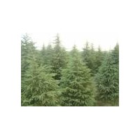 雪松價格報價/批發(fā)雪松價格