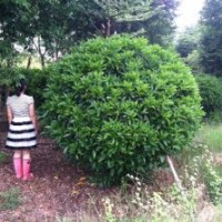 廣東省佛山供應(yīng)非洲茉莉