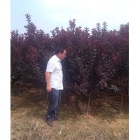 出售紅葉李/紫葉李/太陽李 多規(guī)格 多品種優(yōu)質(zhì)喬灌木