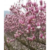 別 稱木蘭 辛夷 木筆 望春紫玉蘭價(jià)格信息