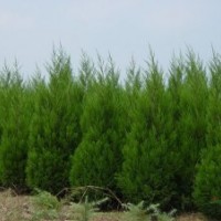 蜀檜價格蜀檜柏價格蜀檜價格大全