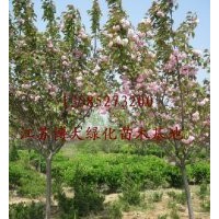 櫻花價格報價/江蘇產(chǎn)地櫻花價格報價