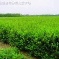 紅葉女貞、水臘、薔薇、迎春、連翹、側(cè)柏