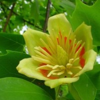 綠化喬木馬褂木，欒樹，紅葉李，紫薇（百日紅），紫荊