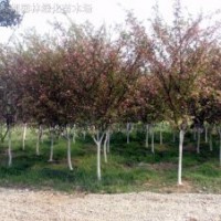 垂絲海棠、日本海棠、六月雪、桅子花、珊瑚、榆葉桃