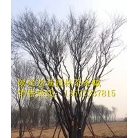 茶條槭-陜西龍誠園林