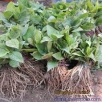 江蘇白玉蘭價(jià)格 10公分白玉蘭價(jià)格