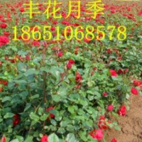 月季價格，豐花月季價格，月季哪里便宜，批發(fā)月季
