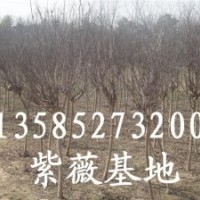 供應(yīng)各種綠化苗木：懸鈴木,紫荊.紫薇（百日紅）.櫻花.欒樹