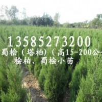 大量批發(fā)塔柏.蜀檜.北京檜.灑金柏.龍柏.爬地柏.圓柏.鉛筆柏.雪松