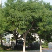現(xiàn)有20-30公分骨架欒樹大量供應，價格實惠，多購優(yōu)惠多多