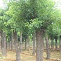 提供26公分移植欒樹，28公分欒樹，30公分野生欒樹