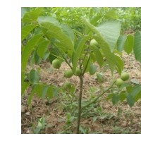 沂蒙薄殼核桃，中農(nóng)短枝核桃苗，香菱核桃苗