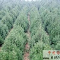 專業(yè)供應(yīng)《60-1.5米白皮松》