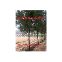 6公分國槐價格