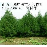 2米白皮松大量低價優(yōu)惠供應(yīng)