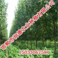 歐美楊《邯鄲潤德農業(yè)》品質優(yōu)，服務好！