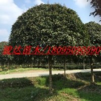 四川紫薇/四川桂花樹(shù)/四川紅豆杉/四川銀杏/四川櫻花