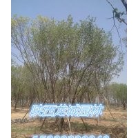 茶條槭