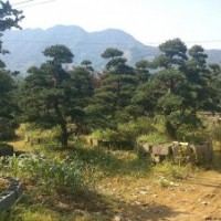 供應景觀松，黑松，五針松，泰山松，松樹等