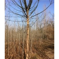 國槐價格12公分國槐多少錢一棵
