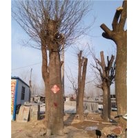 60公分皂角樹多少錢一棵山東皂角樹價格