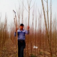 河南楸樹(shù)、太康欒樹(shù)、劉寨合歡園