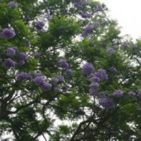 藍花楹