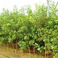 黃櫨（獨(dú)桿高60定干，4個(gè)分支以上）