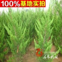 龍柏苗 直升龍柏 庭院綠化四季常
