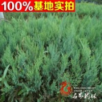 沙地柏 沙地柏小苗 沙地柏價格
