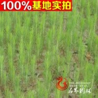 供應(yīng)優(yōu)質(zhì)濕地松綠化苗木 造林苗木