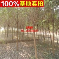 供應(yīng)苗木 廠家常年供應(yīng)獨(dú)桿女貞