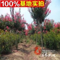 灌木紫薇【百日紅】玫瑰紫薇 紅花