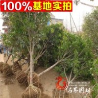正宗嫁接桂花樹苗 優(yōu)質(zhì) 【丹桂】