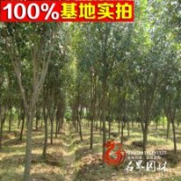 【獨桿石楠樹】 高桿紅葉石楠樹
