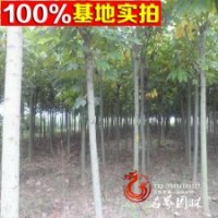 【青桐】景行道樹 綠化苗木