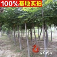 銷售供應(yīng)南欒 優(yōu)質(zhì)供應(yīng)南欒樹苗