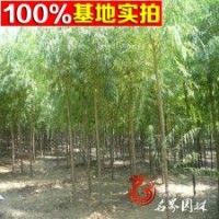 常年批發(fā) 各種規(guī)格柳樹 速生柳