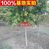 五角楓樹苗 工程苗 規(guī)格齊全