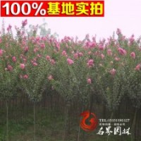 苗圃直銷紫薇樹 紫薇苗 量大從優(yōu)